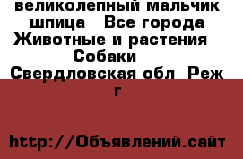 великолепный мальчик шпица - Все города Животные и растения » Собаки   . Свердловская обл.,Реж г.